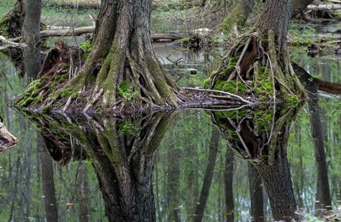 Alnus glutinosa, betulaceae, birch family, European alder, European black alder, adventitive root,