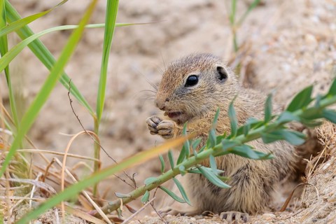 A young ground squirrel (Spermophilus citellus) sits in front of its burrow on a hillside on a