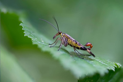 Mecoptera, Panorpa spec., beaked flies, scorpionfly spec., insects, scorpionfly
