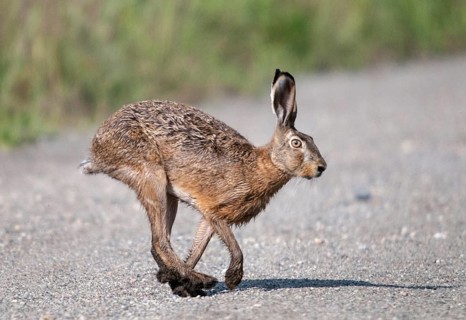 2009, Brandenburg, European hare, brown hare, Germany, Grünhäuser lake, hare-like, lagomorpha,