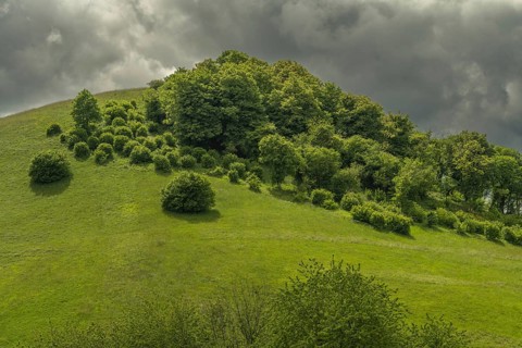 Green Hills shows a group of trees on a hill. The sky is cloudy and shadows form on the ground.