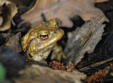 Bufo bufo, common toad, amphibians, amphibians, amphibians, spring, toads, amphibians, spring,