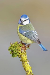 Blue tit (Parus caeruleus), sitting on a branch covered with moss, Wilnsdorf, North