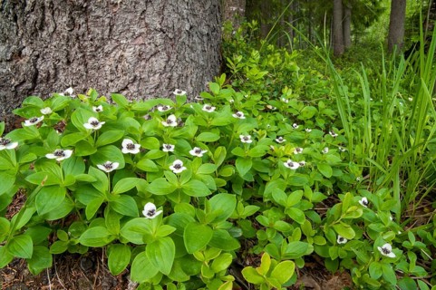 Cornaceae, Cornus suecica, Finland, dogwood, dogwood, Swedish dogwood, bunchberry, dwarf cornel,