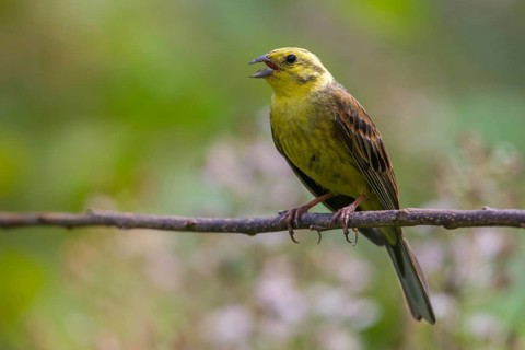 Emberiza citrinella, goldammer, yellowhammer, birds, male, passeri, songbirds, birds