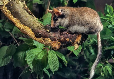 Eliomys quercinus, garden sleepers, rodents, rodentia, bilche, dormice, dormouse, mammals, rodents,