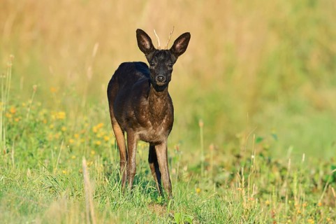 European roe deer (Capreolus capreolus), black roebuck, Lower Saxony, Germany