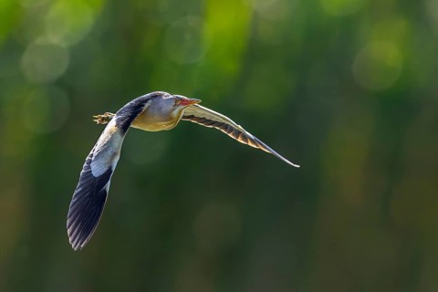 Common little bittern (Botaurus minutus, Ixobrychus minutus) male flying over reed bed, reedbed in