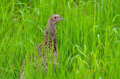 Pheasant, hunting pheasant, phasianus colchicus, pheasant, Sweden, birds, chickens, female,
