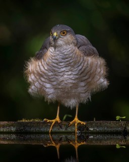 Eurasian sparrowhawk (Accipiter nisus) – a bird of prey of the Accipitridae family, a male bathing
