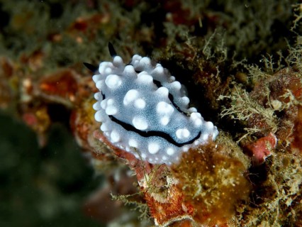 A white, speckled sea snail with black markings, Rudman's Phyllidiella (Phyllidiella rudmani), on a