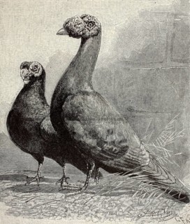Black Berber dove and black-brown homing pigeon, illustration, reproduction from a model from the