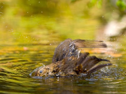 Robin (Erithacus rubecula), a young bird taking a long bath in shallow water, Hesse, Germany