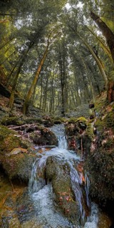 A small waterfall flows through a moss-covered forest, pierced by bright sunlight, atmospheric,