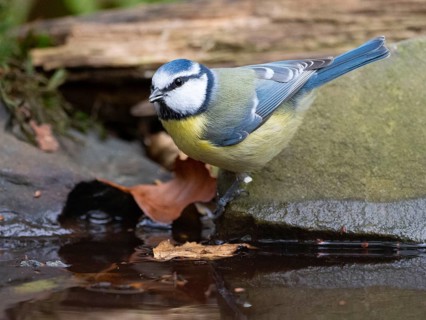 A blue tit at a watering hole in the forest, North Rhine-Westphalia, Germany