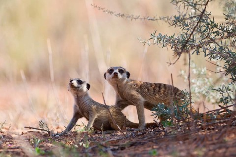 Meerkats (Suricata suricatta), adult and young suricate, in the shade, sitting on all fours, on the