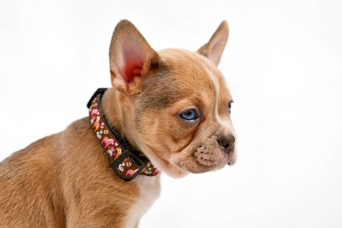 Cute red pied French bulldog dog puppy on white background