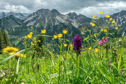 Meadow with wildflowers, Fellhorn, mountains of the Allgäu Alps behind, Oberstdorf, Oberallgäu,