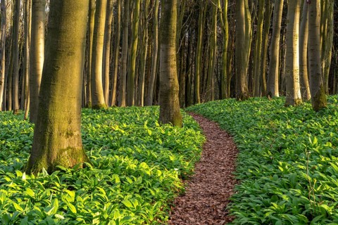 A picturesque path winds its way through green wild garlic (Allium ursinum) in a deciduous forest