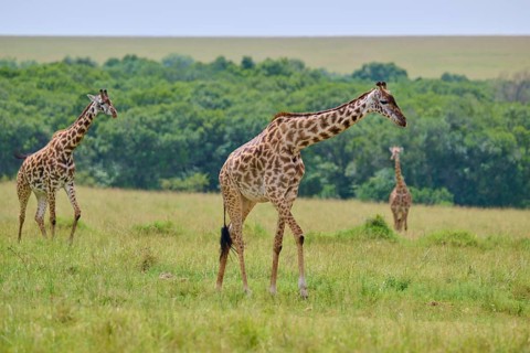 Several giraffes are wandering through a vast grassland under a clear sky, Masai giraffe (Giraffa