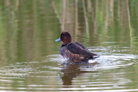 Aythya Nyroca, Ferruginous Duck, Granelli, Italy, Pantano Longarini Lagoon, Moor Duck, Pantani Cuba