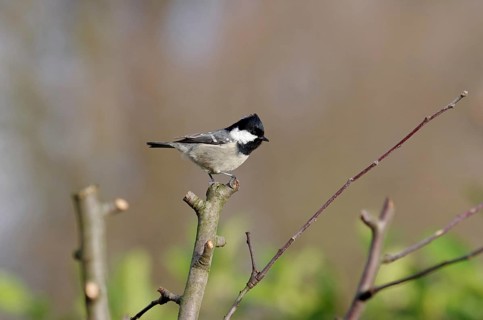 Fir tit (Periparus ater), Songbird, Plumage, Winter, The bird is sitting on a bare tree