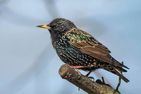 Starling, Sturnus vulgaris, birds, passeri, songbirds, songbirds, birds, winter
