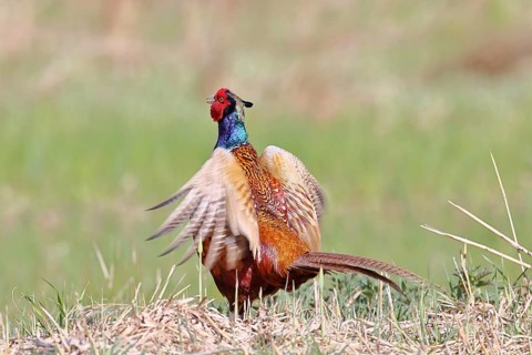 Pheasant, common pheasant (Phasianus colchicus), adult male bird uttering a courtship call in a
