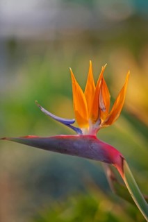 Bird-of-paradise flower (Strelitzia reginae), Cyprus