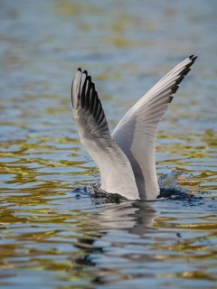 A black-headed gull dives into water, Ümminger See, Bochum, Ruhrpott, North Rhine-Westphalia,