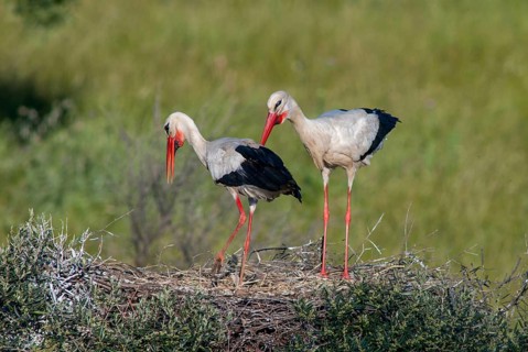 Ciconia ciconia, white stork, birds, ciconiiformes, extremadura, nest, walking birds, Spain, wading