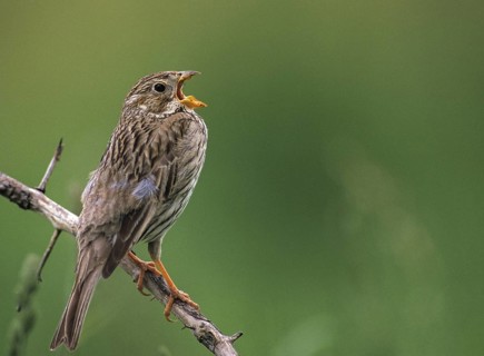 Corn Bunting, Emberiza Calandra, Grilled Bunting, Miliaria Calandra, Birds, Song, Leo, Male,