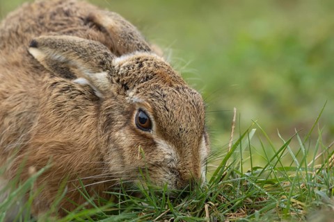 European brown hare (Lepus europaeus) adult animal eating in a grass field, England, United Kingdom