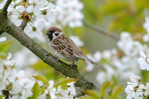 Tree Sparrow, Passer Montanus, Sparrow, Birds, Spring, Garden, Meadow Orchard, Passeri, Songbirds,