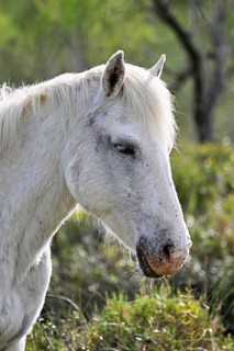Camargue horse (Equus caballus), head portrait, Saintes-Marie-de-la-Mer, Camargue, southern France,