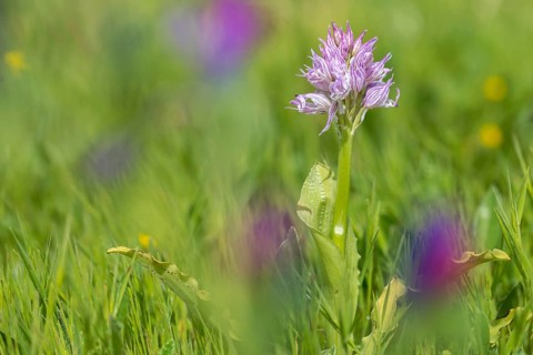 Granelli, Italian Orchid, Italian Orchid, Italy, Orchids, Orchis Italica, Pantani Cuba and