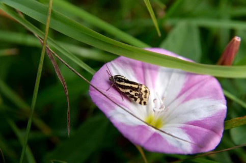 Field bindweed moth (Emmelia trabealis), moth, Germany