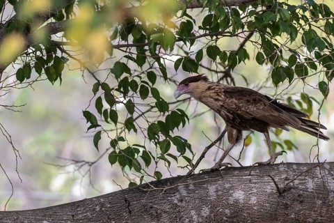 Crested caracara (Caracara plancus), Curacao