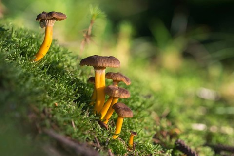 Cantharellus infundibuliformis, craterellus tubaeformis, pierced larch, funnel chanterelle,
