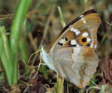 Apatura ilia, small iridescent butterfly, lesser purple emperor, butterfly, insects, leo,