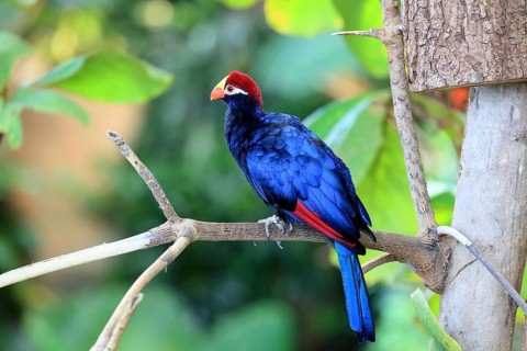 Blue bird with a red beak perched on a twig against a natural green background, Shield Turaco