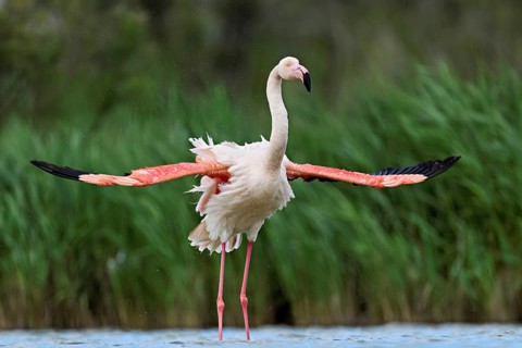Pink flamingo (Phoenicopterus roseus), preening its feathers, Camargue Regional Nature Park,