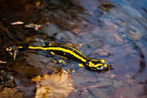 Animals, amphibians, tailed amphibians, true salamander, fire salamander, water bodies, one,