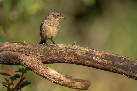 A young stonechat (Saxicola rubicola), European stonechat. The sun is shining and there is grass