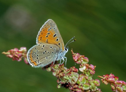 Purple gold butterfly, lycaena hippothoe, purple-edged copper, butterfly, insects, butterfly,