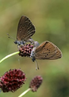 Ant blue, dark meadowbutton ant blue, dusky large blue, glaucopsyche nausithous, maculinea