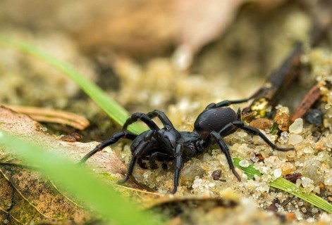 Atypus affinis, common wallpapering spider, mygalomorphae, purseweb spider, tarantula spider,