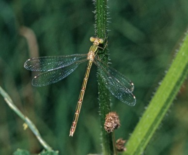 Leste Barbarus, Migrant Spreadwing, Shy Emerald Damselfly, Southern Emerald Damselfly, Damselflies,
