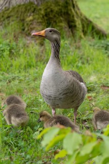 Anser Anser, Dunenjunge, Elsteral, Germany, gray goose, Greiz, Greizer Park, Grelag Goose, chicks,