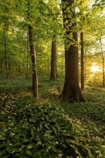 Sunlight through a tall oak (Quercus) in a spring forest with wild garlic (Allium ursinum) and sun